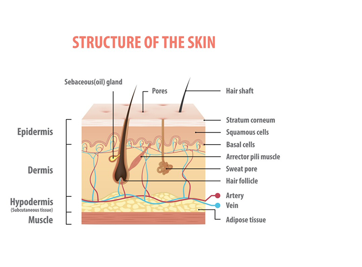 structure of the skin